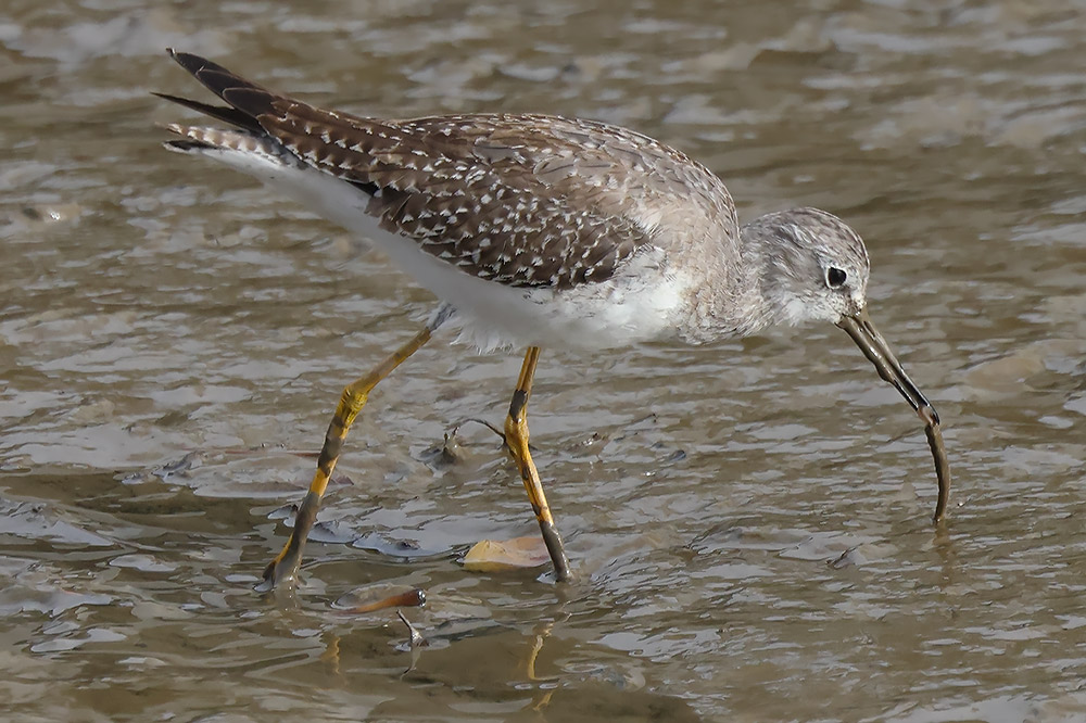 Lesser yellowlegs